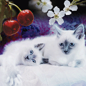 eizin_2009_2 eizin_2009_2