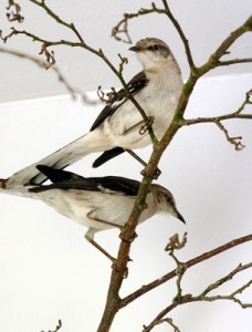 allen-birds allen-birds