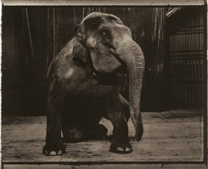 L-elephante_fg700wider L-elephante_fg700wider