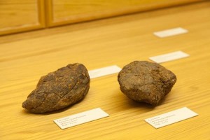 Neomylodon Listai Ameghino @ Evolutionsmuseet - 77