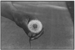 the-dandelion